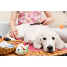 Terry Cotton Pet Towel -  Style LR 139 Natural